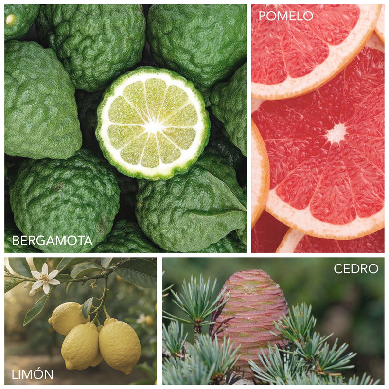Bergamota, pomelo, limón, cedro, oud, vetiver, iris