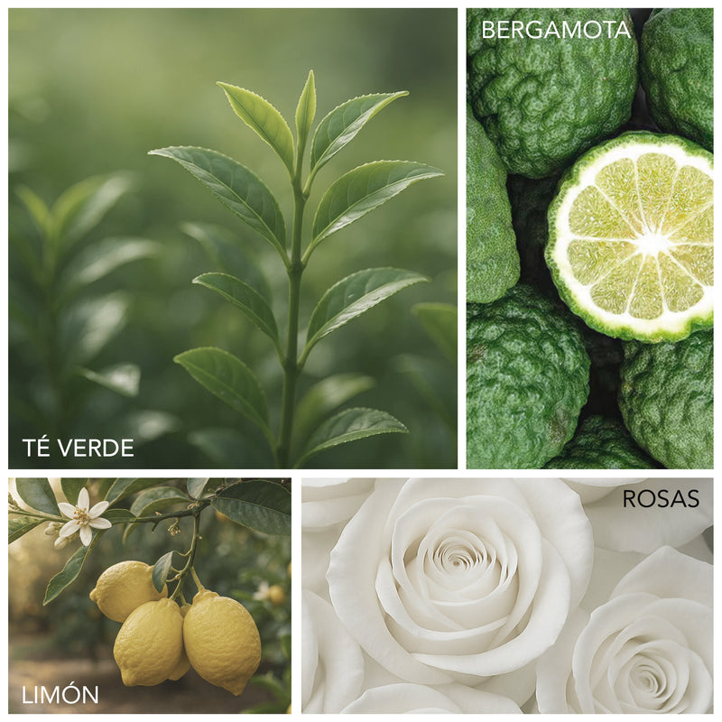 Té verde, bergamota, limón, rosa, iris