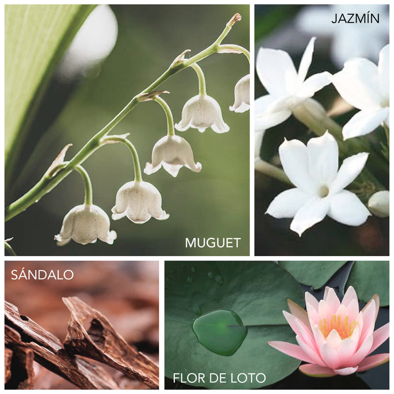 Muguet, jazmín, rosa acuosa, sándalo