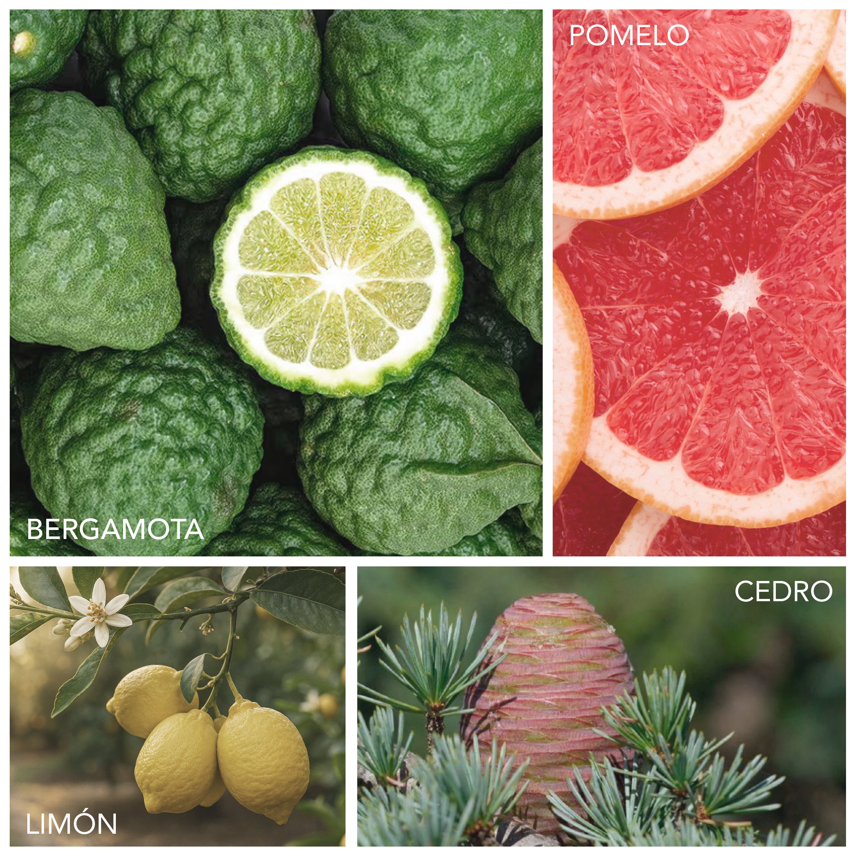 Diffuser Oil Citrus & Cedar