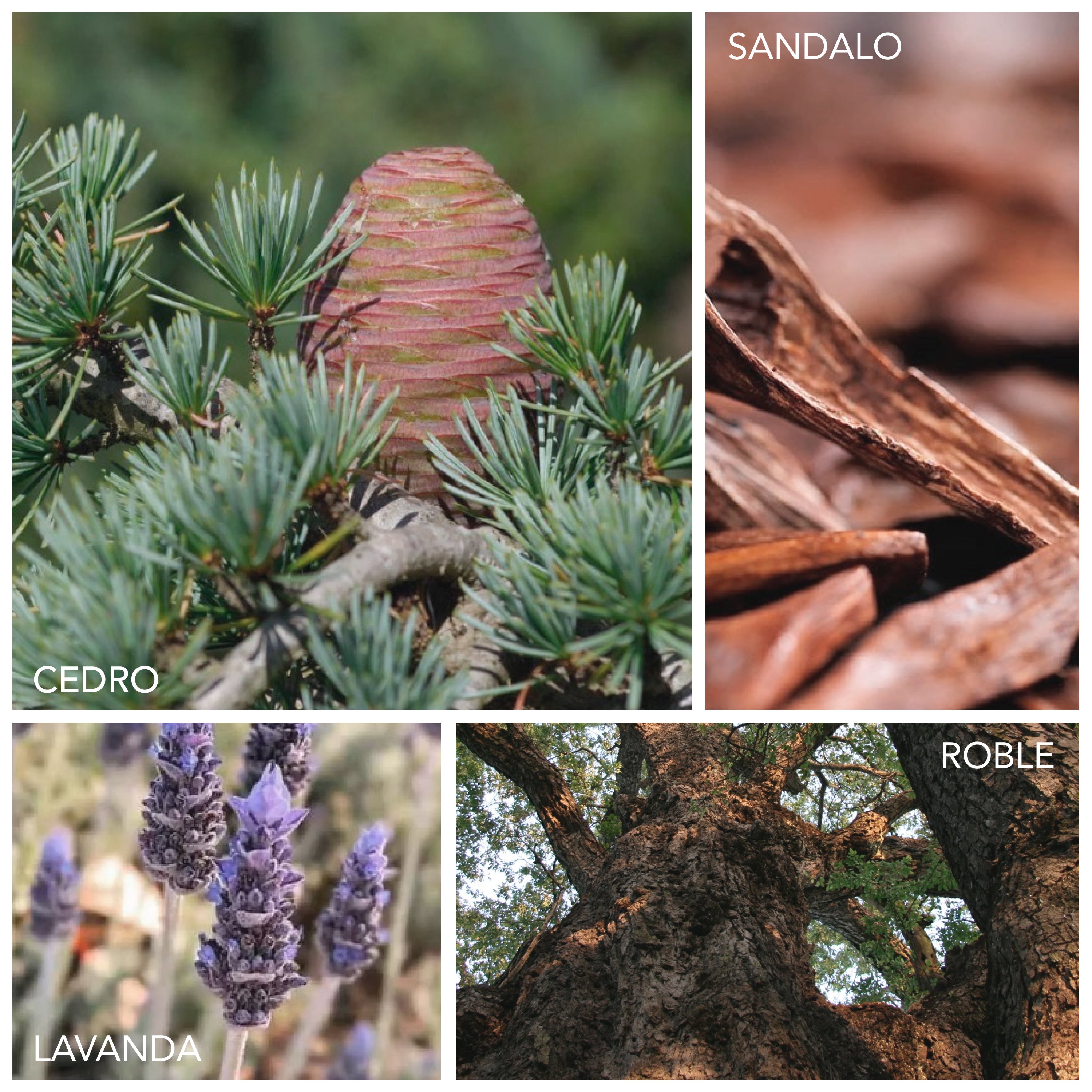 Sándalo, cedro, iris, violeta