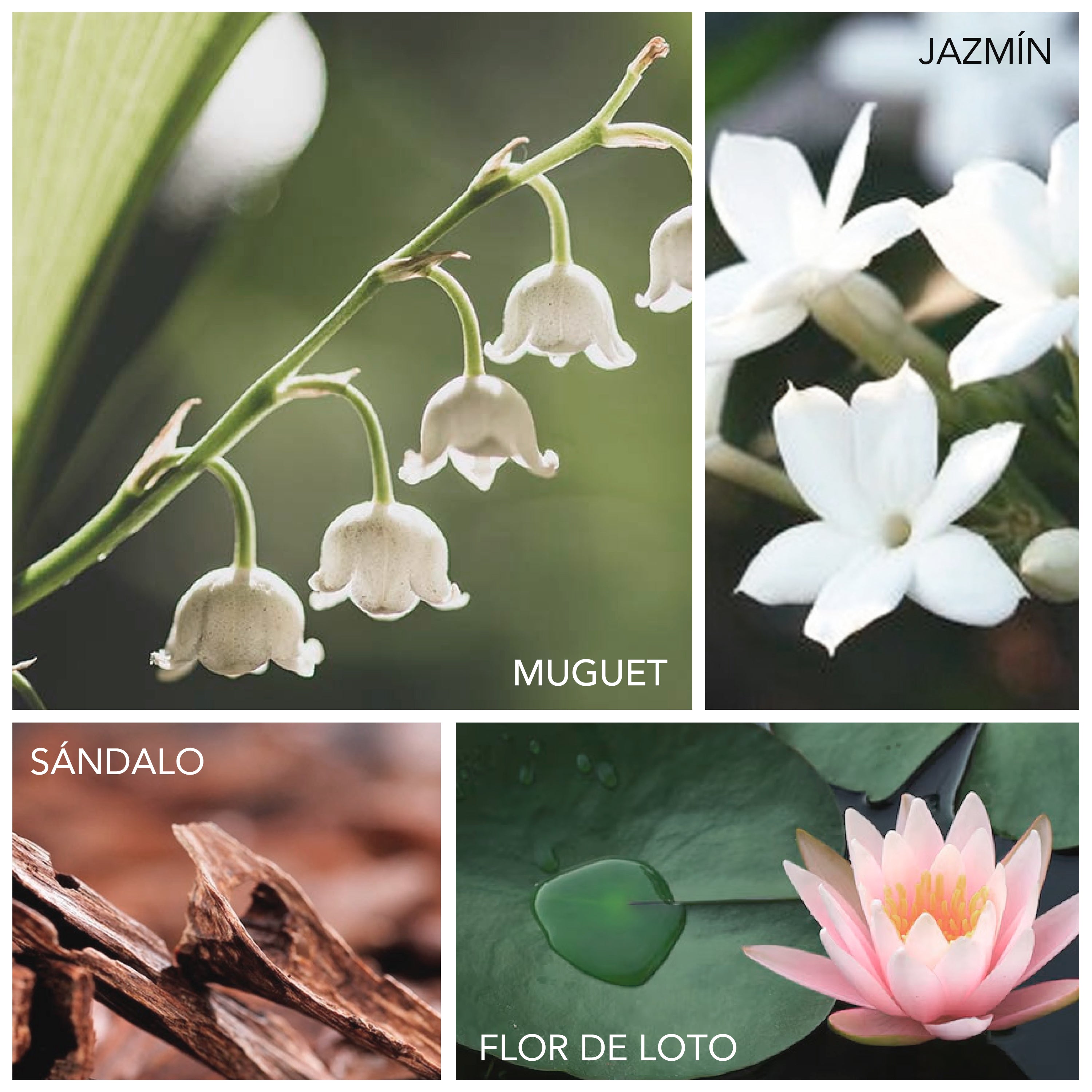 Diffuser Oil Velvet Bloom